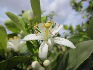 Fleur d'oranger
