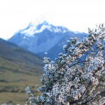 Fleur de Manuka