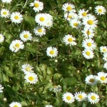 Le macérat huileux de Paquerette ou Bellis raffermit les tissus de la poitrine